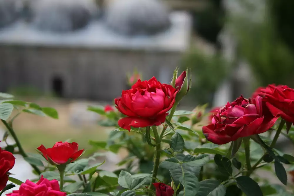 Bosna A Hercegovina Měna